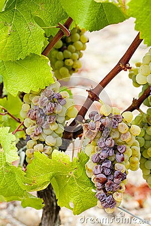 White grape in Sauternes Stock Photo