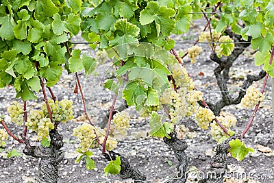 White grape in Sauternes Stock Photo