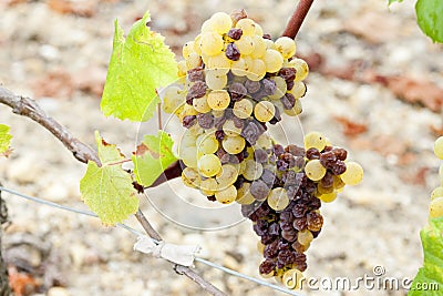 white grape in Sauternes Region, Aquitaine, France Stock Photo