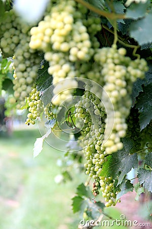 White grapes in the province of Trento, Italy Stock Photo