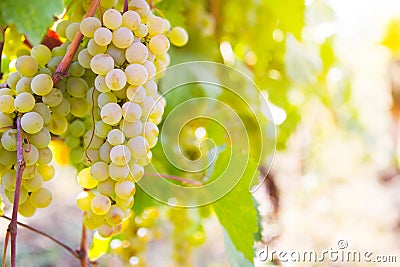 White grapes in the vineyard Stock Photo