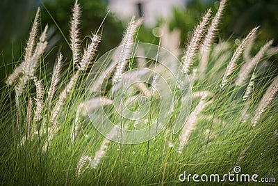 White grass Stock Photo