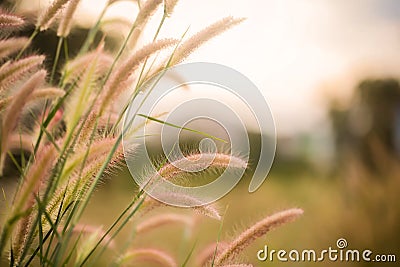 White grass light flare (Lalang grass). Stock Photo