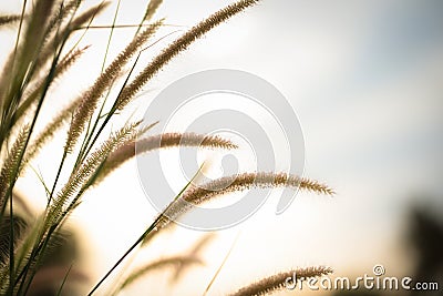White grass light flare (Lalang grass). Stock Photo