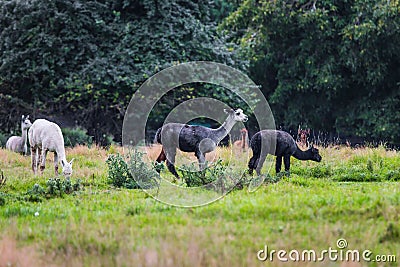 White, gray and black llamas graze Stock Photo