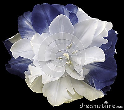 Flower White-gray-blue tulip on black isolated background with clipping path. no shadows. Closeup. Stock Photo