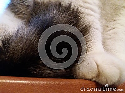 White and gray Cat paws and Tail Stock Photo