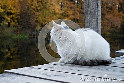 white-gray cat sits on a wooden bridge on the pond muzzle turned away from the camera Stock Photo