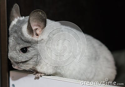 White gray Chinchilla Stock Photo