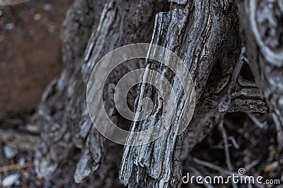 white gray dry twisting roots of old dead tree on backdrop of sand Stock Photo