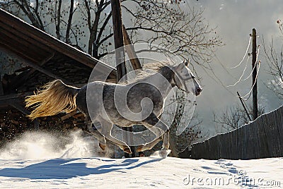 Horse Riding in Winter Snow Stock Photo