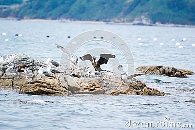 White-gray seagulls and a black cormorant spread Stock Photo