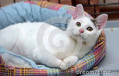 White with a gray spot cat Stock Photo