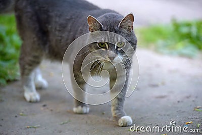 White and gray stray cat Stock Photo