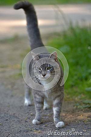 White and gray stray cat Stock Photo