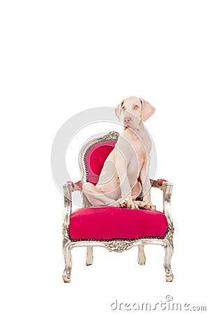 White great dane puppy dog sitting on a pink classic chair Stock Photo