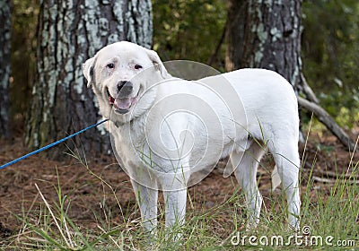 Great Pyrenees mix breed dog adoption photo Stock Photo