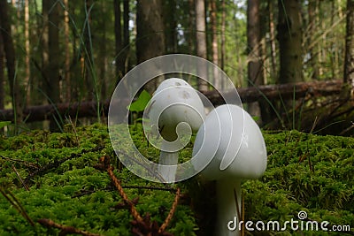 White grebes sprouting from moss. Stock Photo