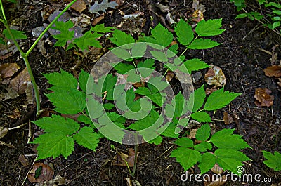 Eurasian baneberry with flower, Actaea spicata.Eurasian baneberry Actaea spicata blooming in the forest Stock Photo