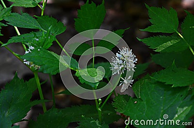 Eurasian baneberry with flower, Actaea spicata.Eurasian baneberry Actaea spicata blooming in the forest Stock Photo