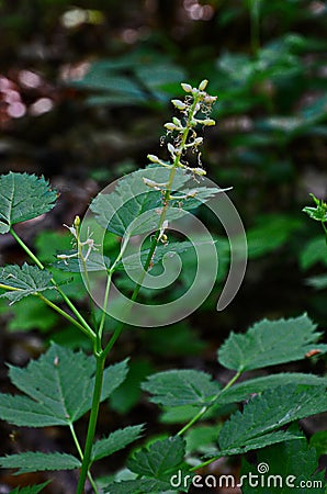 Eurasian baneberry with flower, Actaea spicata.Eurasian baneberry Actaea spicata blooming in the forest Stock Photo