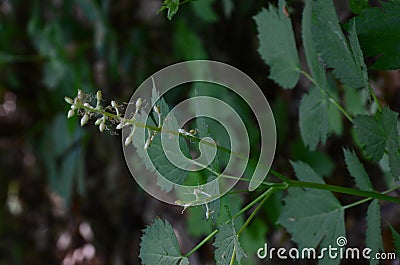 Eurasian baneberry with flower, Actaea spicata.Eurasian baneberry Actaea spicata blooming in the forest Stock Photo