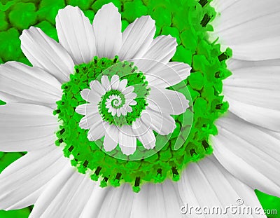 White green camomile daisy cosmos kosmeya flower spiral abstract fractal effect pattern background White flower spiral abstract Stock Photo