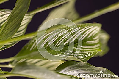 green foliage of a plant on a black background Stock Photo
