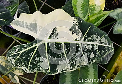 White and green leaves of Alocasia Frydek variegated plant Stock Photo