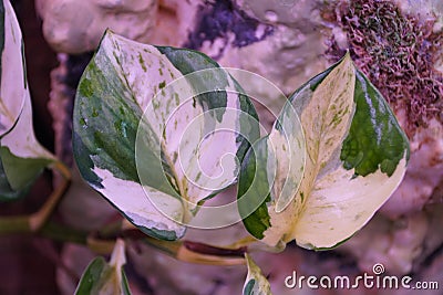 Close up of the white and green variegated leaf of Manjula pothos Stock Photo