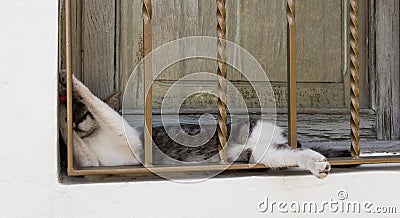 White and grey cat resting on window narrow space Stock Photo