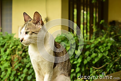 White and grey coated housecat on wall Stock Photo