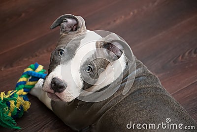 White and Grey Pitbull laying down with toy Stock Photo