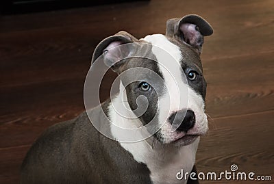 White and Grey Pitbull sitting on brown floor Stock Photo