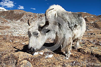 White and grey yak Stock Photo