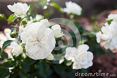 White groundcover rose Snow Ballet blooming in summer garden. Little shrub blossoms covered with double flowers Stock Photo