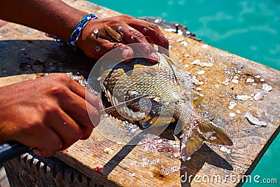 white grunt fish unwind in Caribbean Stock Photo