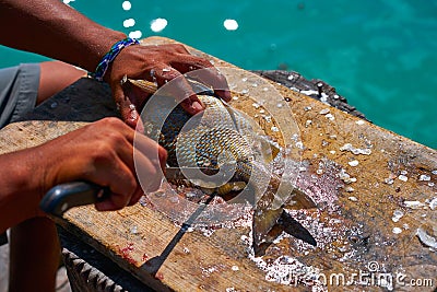white grunt fish unwind in Caribbean Stock Photo
