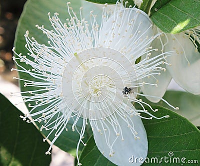 A white guava flower close up photography Stock Photo