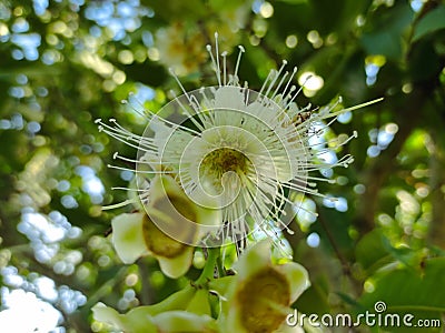 white guava flowers blooming on the tree Stock Photo