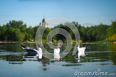 White gulls on the water. Background beautiful scenery - green trees, the temple Stock Photo
