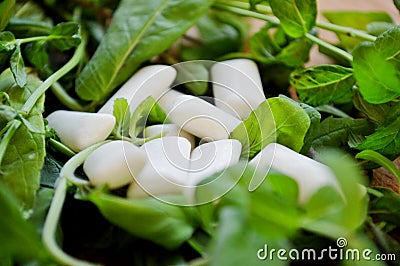 White gum pads lie on a pile of fresh bunch of mint Stock Photo