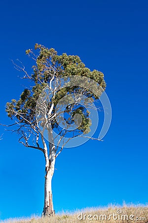 White gum tree Stock Photo