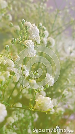 White gypso gypsophila flower with filter mood and tone. Stock Photo