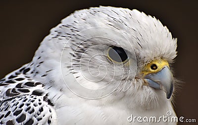 A white Gyrfalcon Falco rusticolus Stock Photo