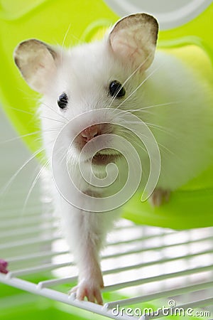 White hamster home content joy for children blue background Stock Photo