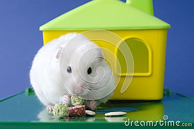 White hamster home content joy for children blue background Stock Photo