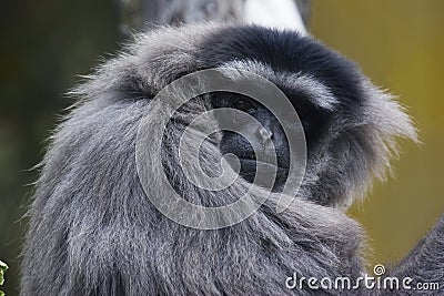 White-handed gibbon Stock Photo