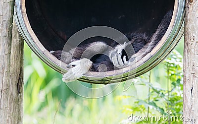White handed gibbon sleeping in a barrel Stock Photo