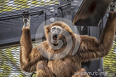 A White-Handed Gibbon & x28;Hylobates Lar& x29; in a Zoo Cage at Utica, New York Stock Photo